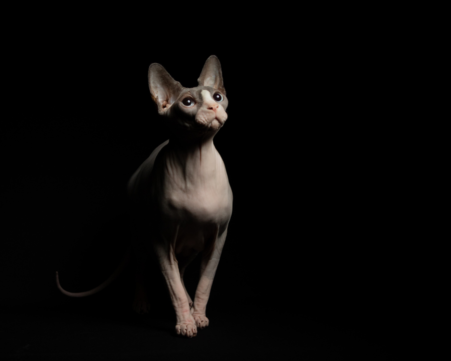 Fluffy the Sphynx 